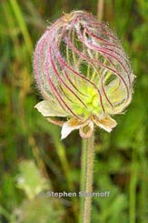 geum triflorum thumbnail graphic